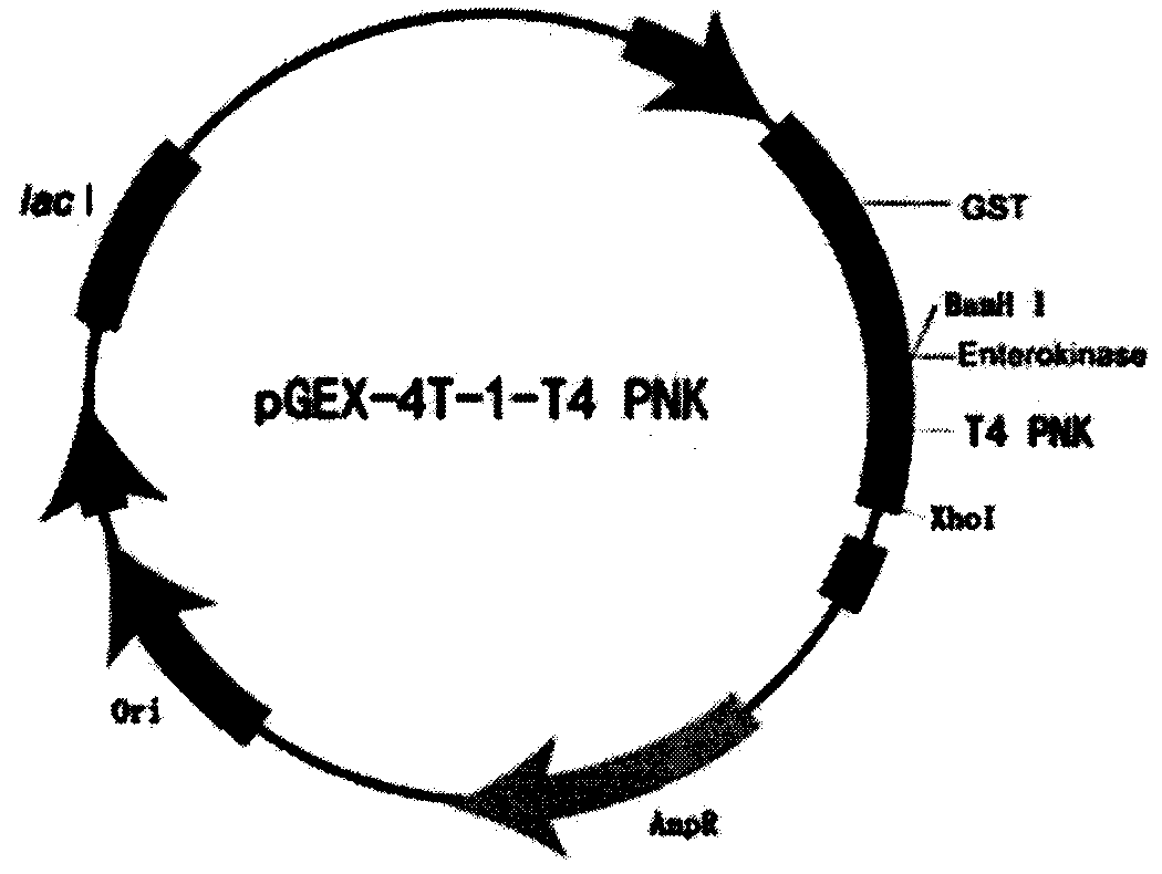 Recombinant T4 bacteriophage polynucleotide kinase (T4 PNK) and preparation method thereof