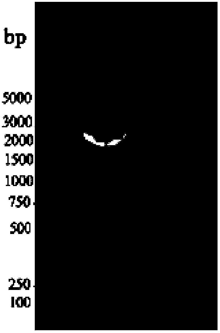 VZV recombinant gE-flagellin fusion protein as well as preparation method and application thereof