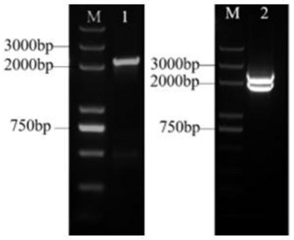 Rice constitutive expression promoter Os02g0752800 and application