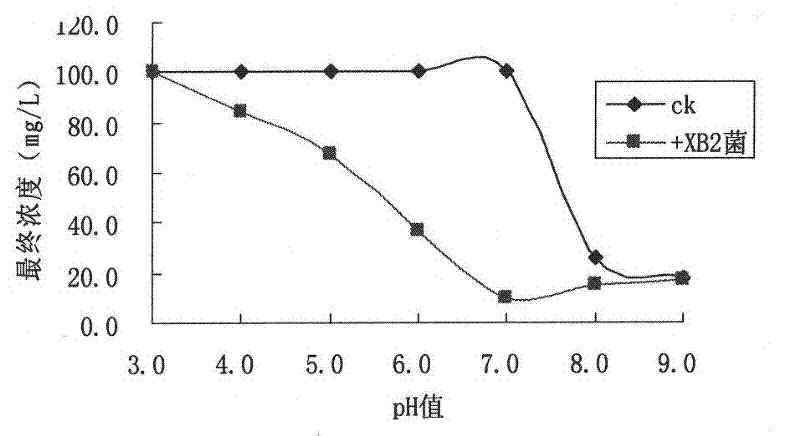 Bromoxynil octanoate degrading bacteria and bacterial agent prepared from same