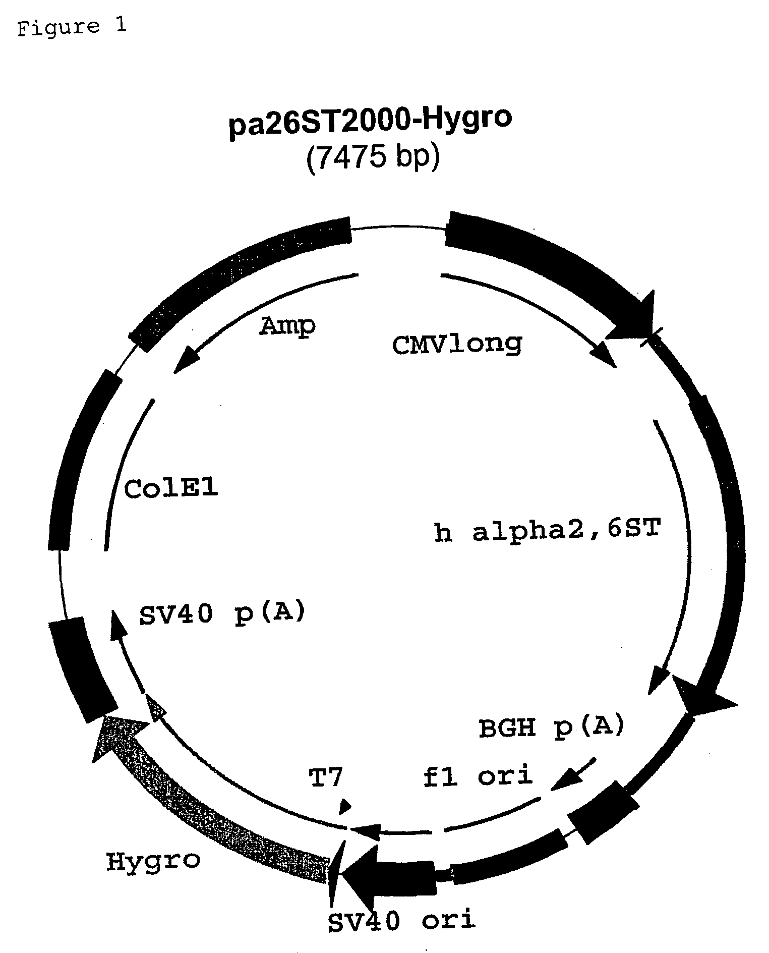 Production of viruses viral isolates and vaccines