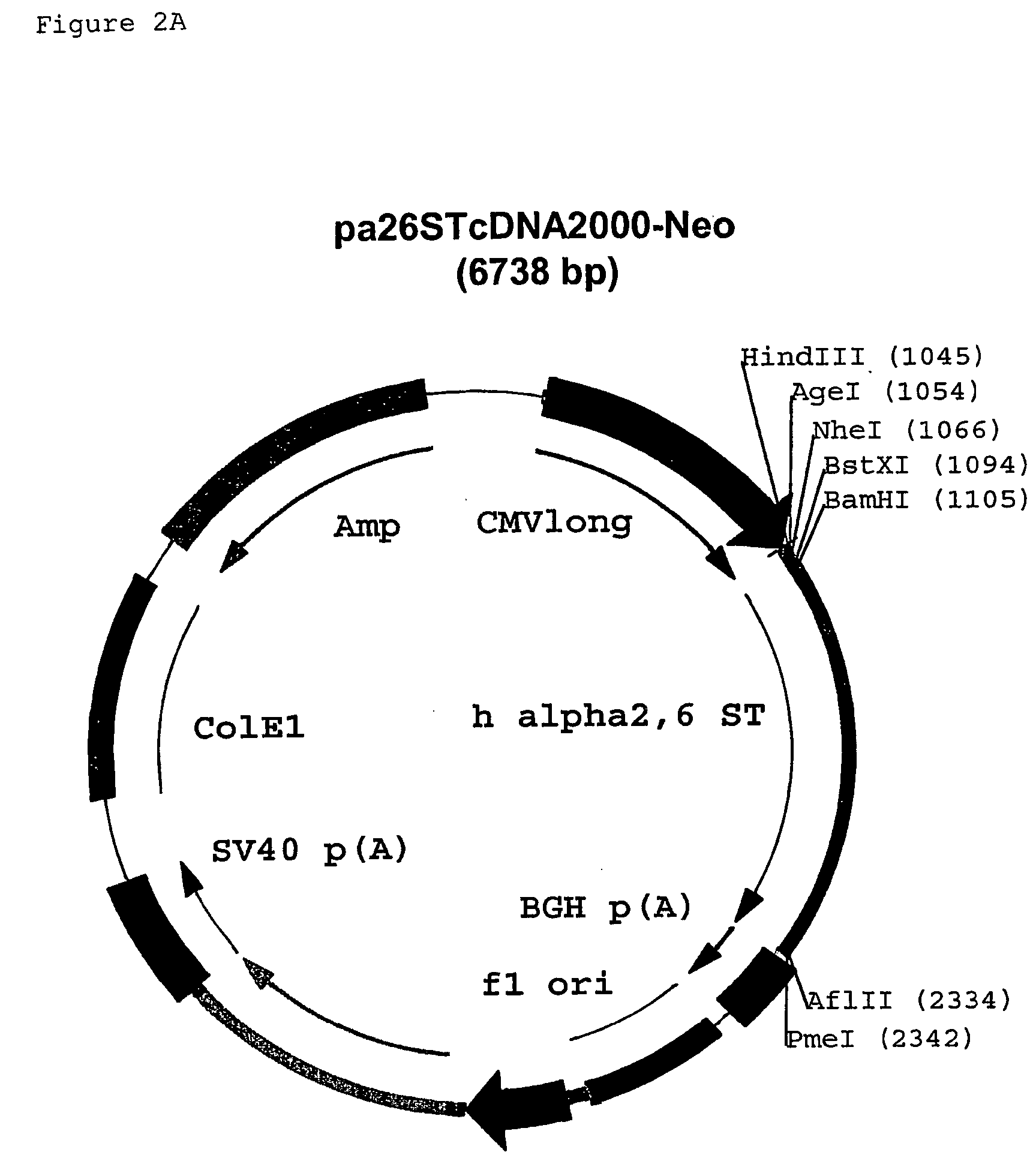 Production of viruses viral isolates and vaccines