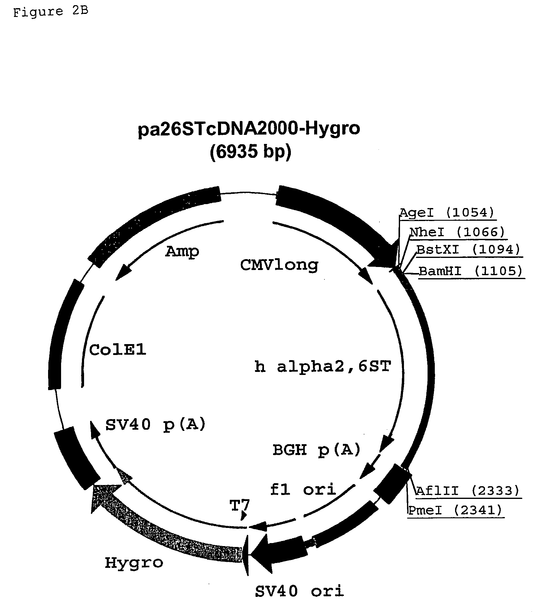 Production of viruses viral isolates and vaccines