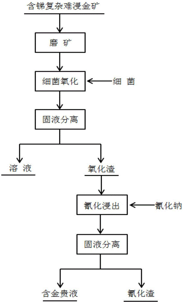 Biological gold extraction process of antimony-bearing complex refractory gold ore and microorganism used in same