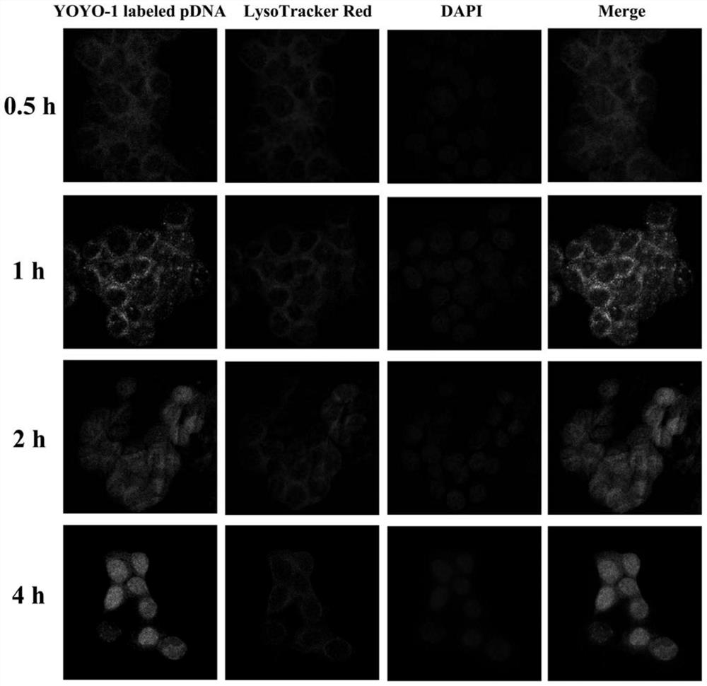 A kind of non-viral gene carrier for gene delivery and its preparation method and application