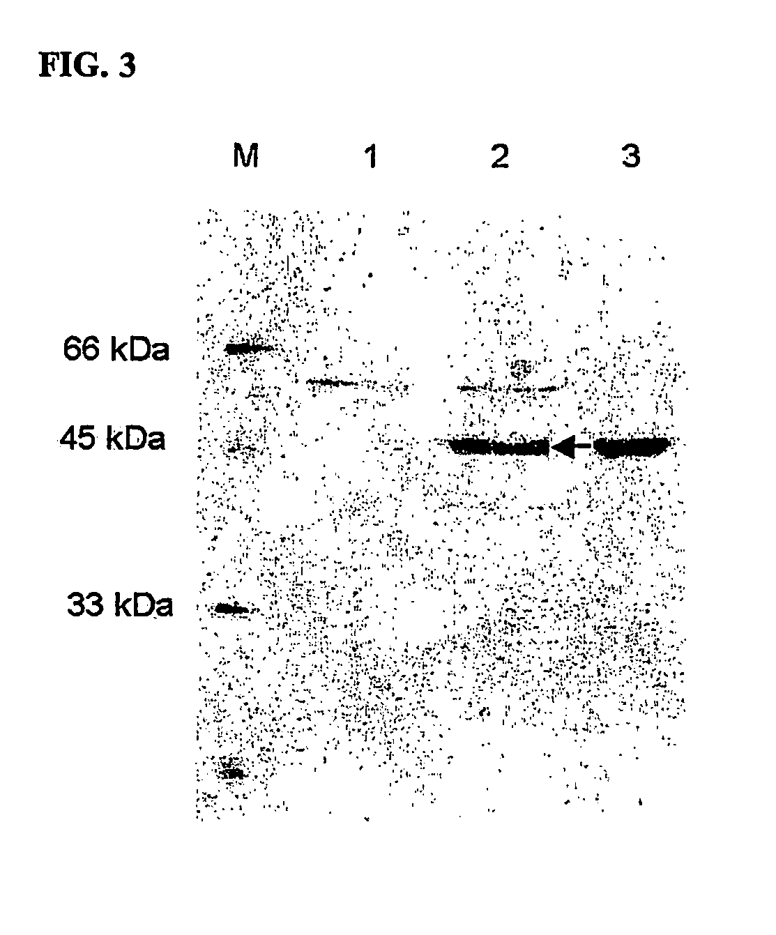 Novel aminopeptidase derived from bacilius licheniformis, gene encoding the aminopeptidase, expression vector containing the gene, transformant and method for preparation thereof