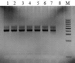 Screening library of nucleic acid aptamers