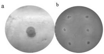 Bacillus cereus capable of producing cellulase and xylanase at low temperature