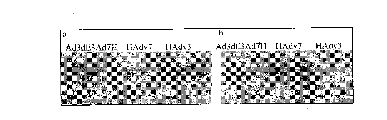 Recombinant human adenovirus 3, and preparation method and application thereof