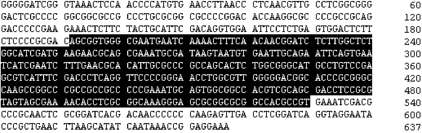 Characteristic nucleotide sequence, nucleic acid molecular probes, kit and method for identifying branch caterpillar fungus