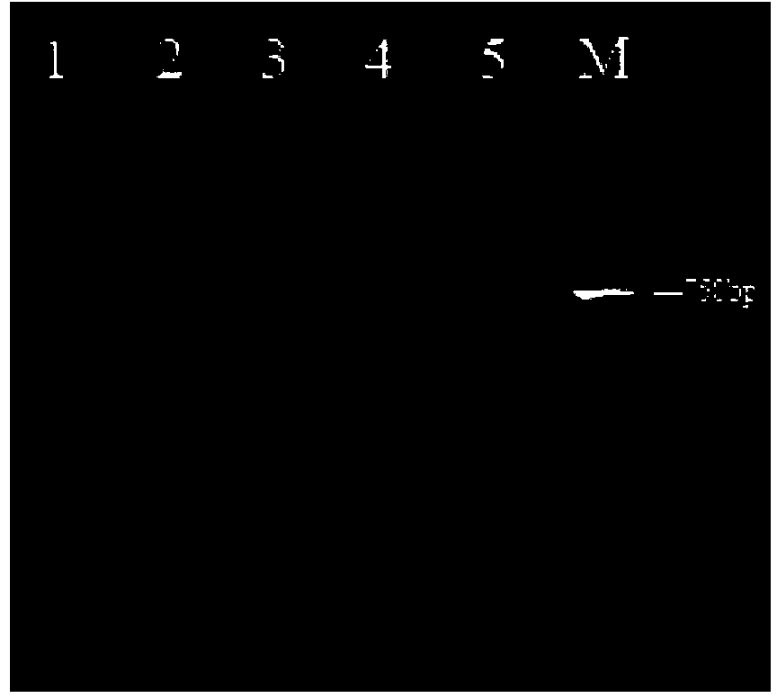 Characteristic nucleotide sequence, nucleic acid molecular probes, kit and method for identifying branch caterpillar fungus