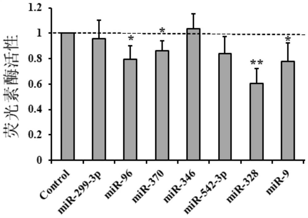 MicroRNA328 regulating tert gene expression and its applications