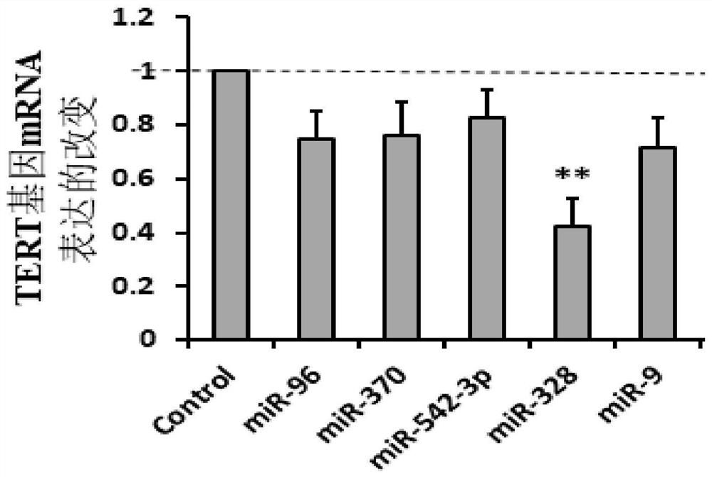 MicroRNA328 regulating tert gene expression and its applications