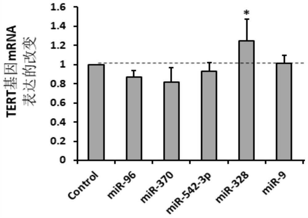 MicroRNA328 regulating tert gene expression and its applications