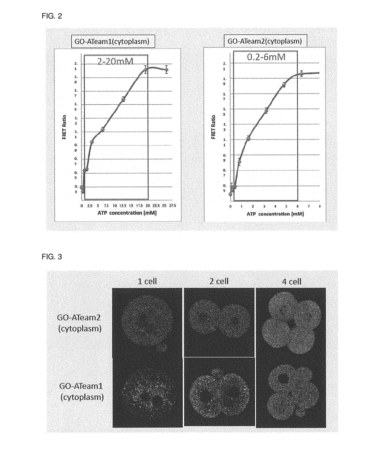 Atp-visualizing animal and use thereof