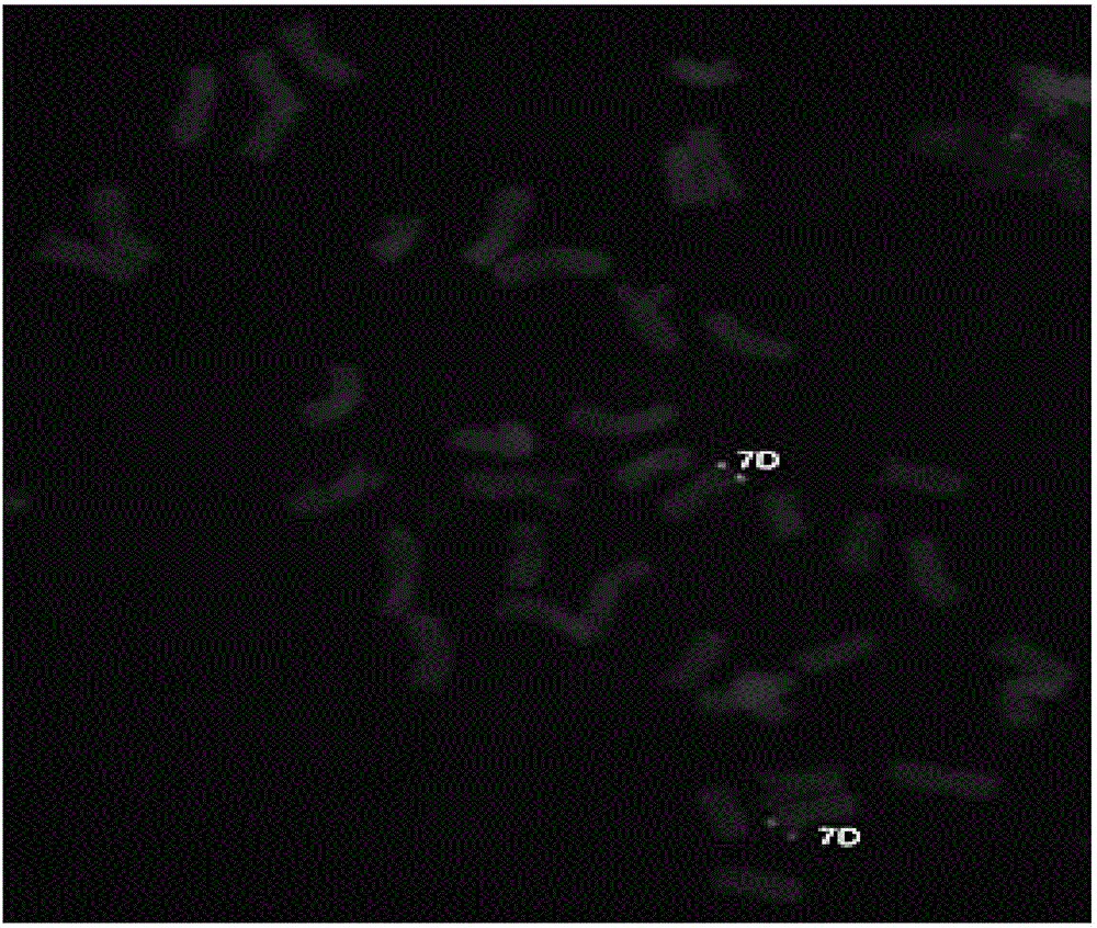 Oligonucleotide probe and acquisition method thereof