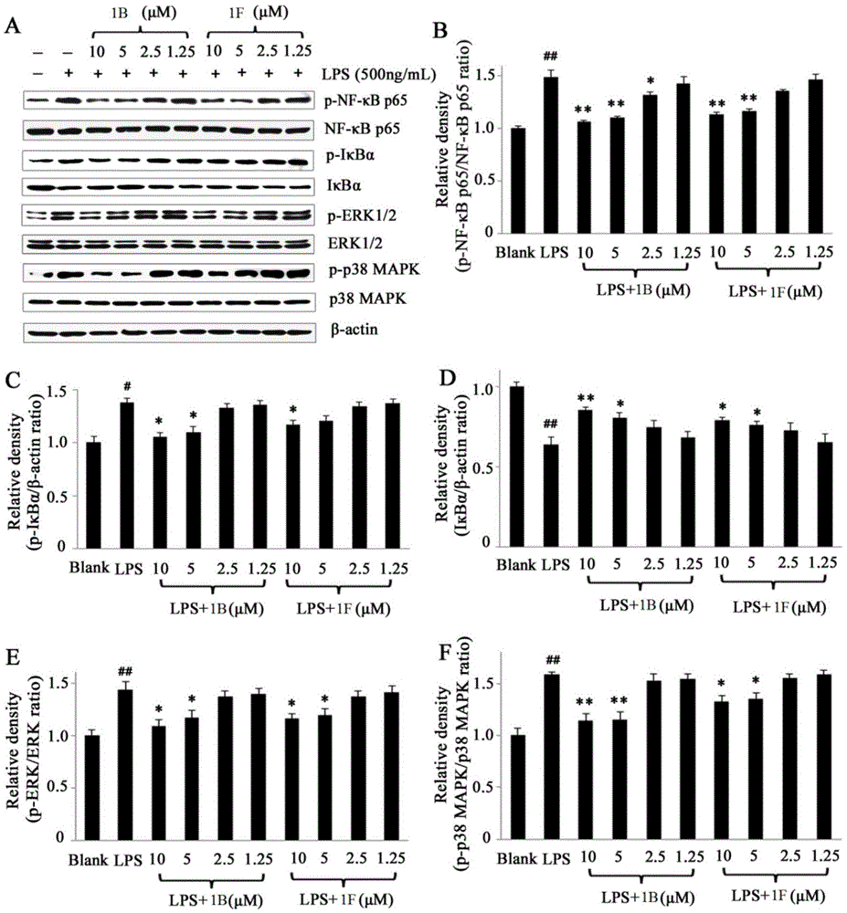 Application of strigolactone analog in preparation of anti inflammatory medicine