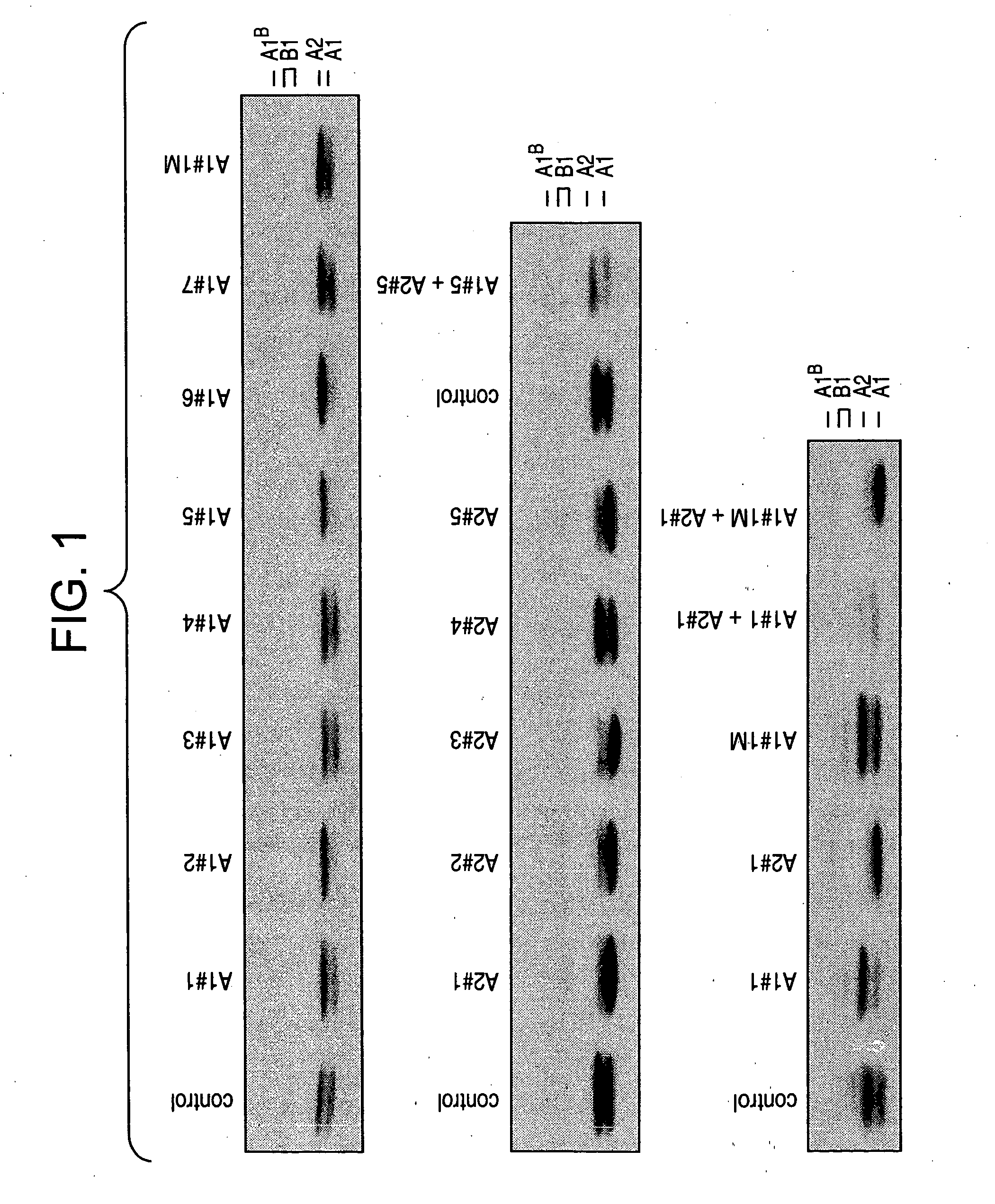 Methods and compositions relating to hnRNP A1, A1B, A2, and B1 nucleic acid molecules