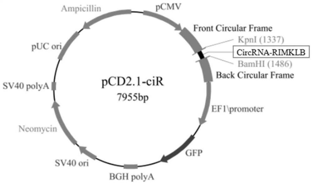 A kind of Liupanshan cattle circr-uqcc1 gene and its overexpression vector, construction method and application