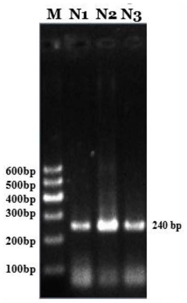 A kind of Liupanshan cattle circr-uqcc1 gene and its overexpression vector, construction method and application