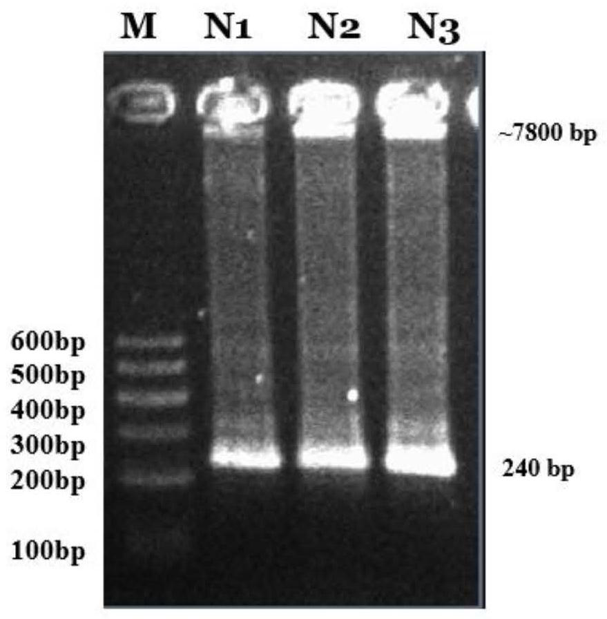 A kind of Liupanshan cattle circr-uqcc1 gene and its overexpression vector, construction method and application