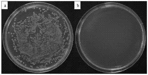 Preparation method of chitosan / molybdenum disulfide photocatalytic anti-microbial coating