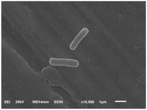 Preparation method of chitosan / molybdenum disulfide photocatalytic anti-microbial coating