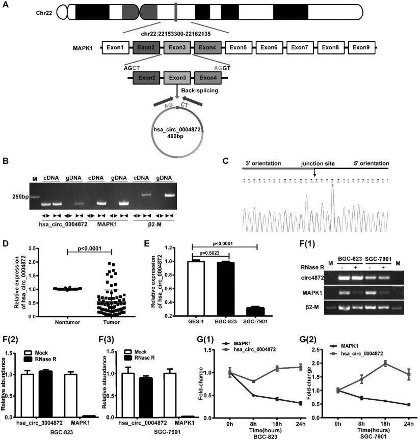 Application of circular RNA hsa_circ_0004872 in the diagnosis of gastric cancer