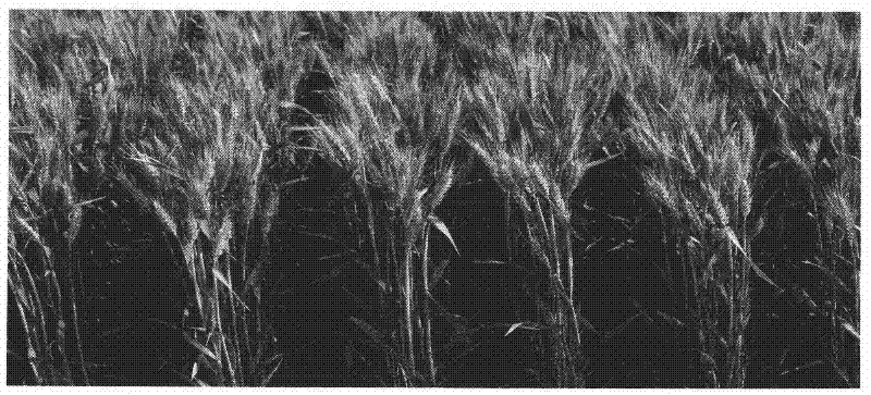 New wheat stripe rust resisting polygene-polymerized flower-nurture breeding method