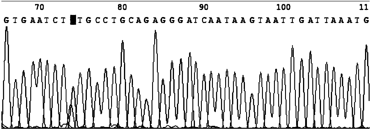 Fluorescent quantitative PCR detection system applied to melanoma gene screening and application of detection system