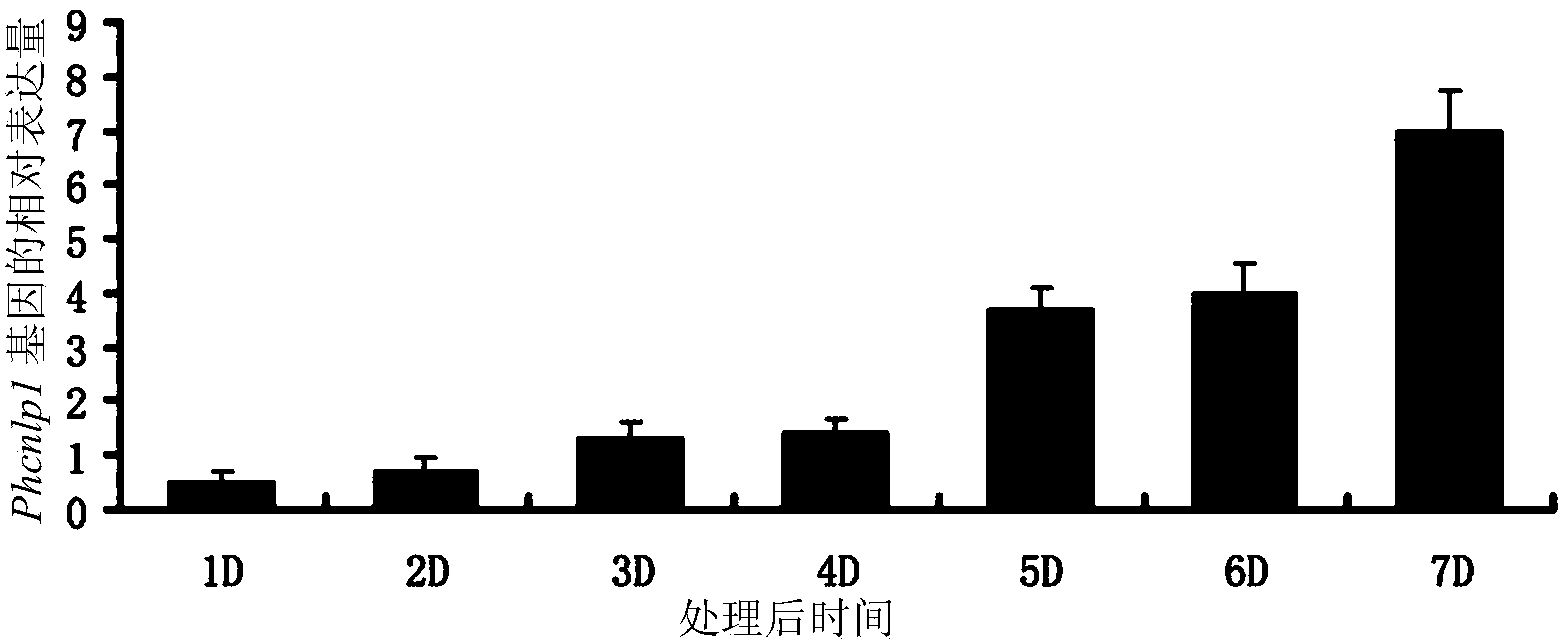 Effector protein derived from phytophthora capsici as well as coding gene and application thereof