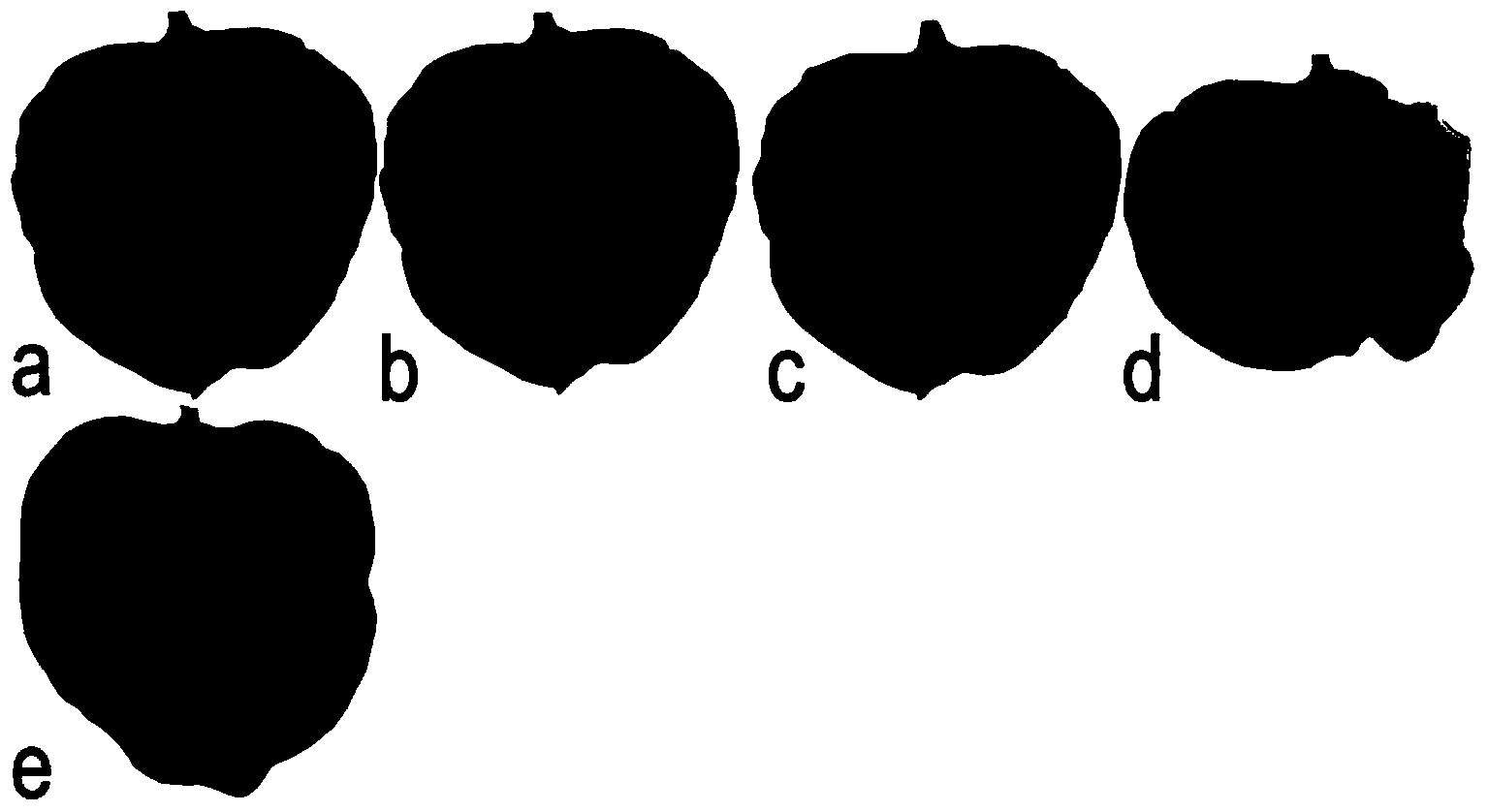 Effector protein derived from phytophthora capsici as well as coding gene and application thereof