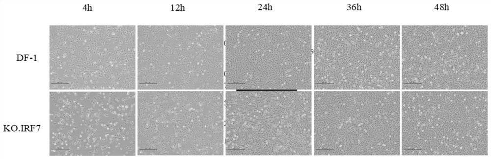 Cell line with sgRNA, plasmid and IRF7 function deficiency as well as construction method and application of cell line