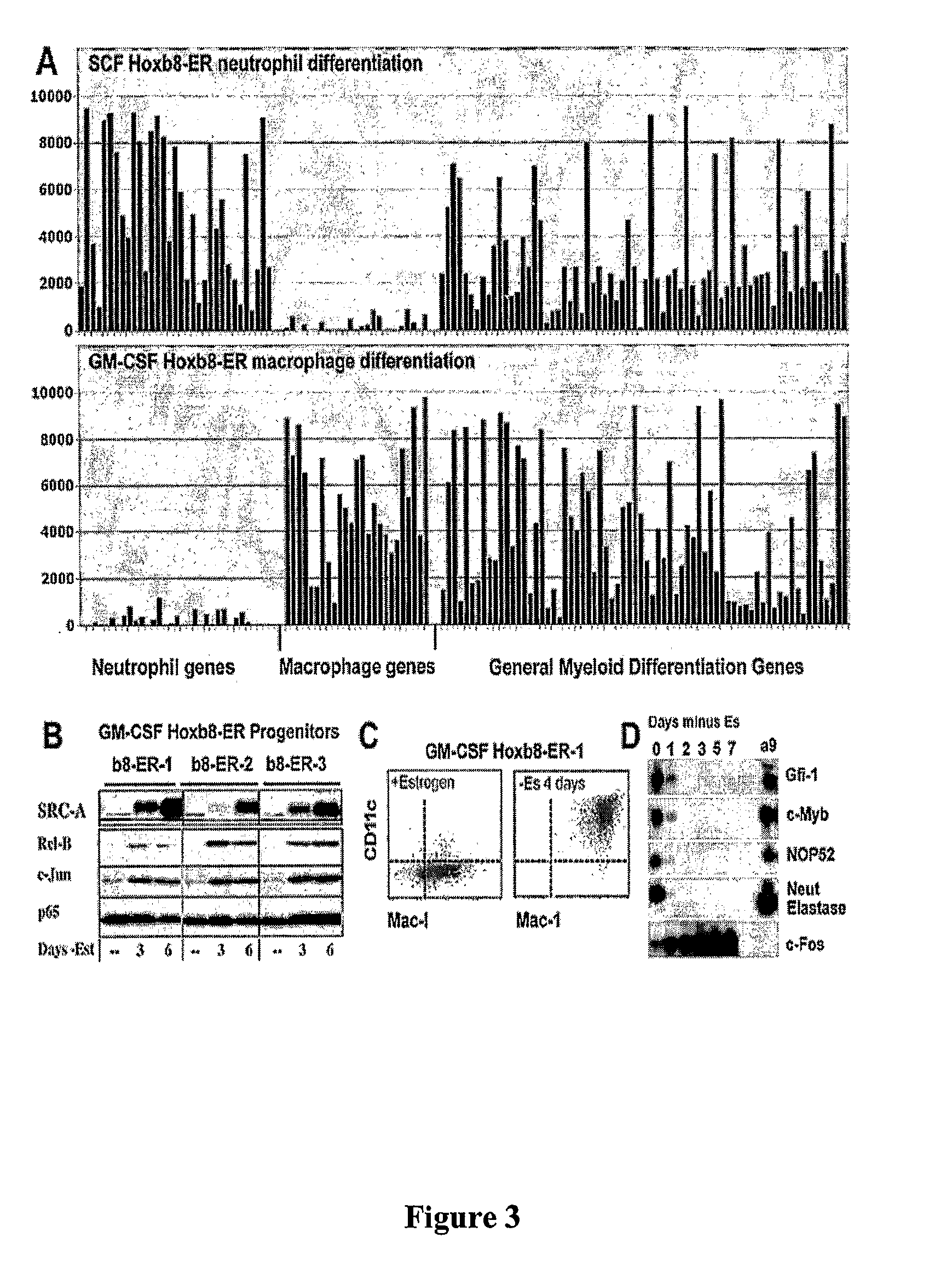 Derivation of unlimited quantities of neutrophils or monocyte/dendritic cells