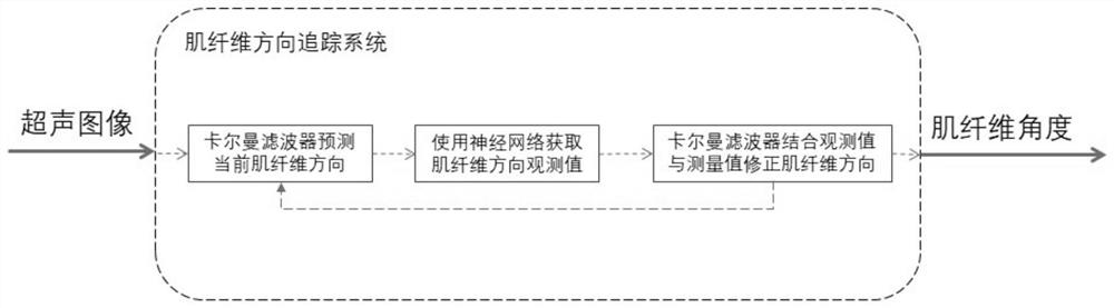 Method for automatically tracking muscle feather angle by combining convolutional neural network and Kalman filtering