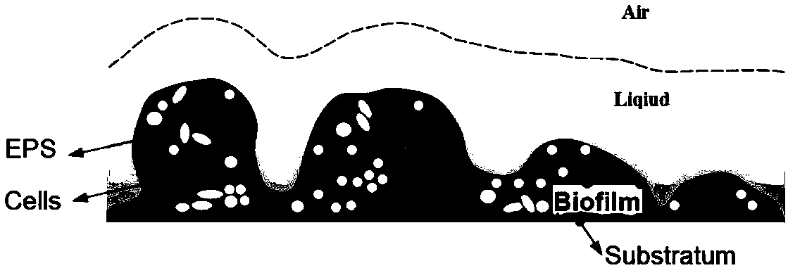 Method for constructing biomembrane model of membrane biological sewage treatment