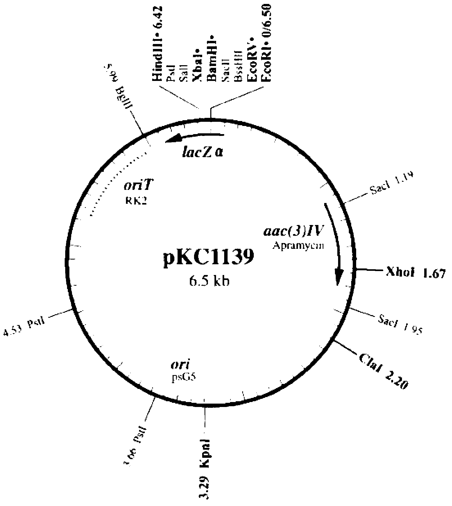 Vector for knocking out streptomycete gene as well as constructing method and application of same