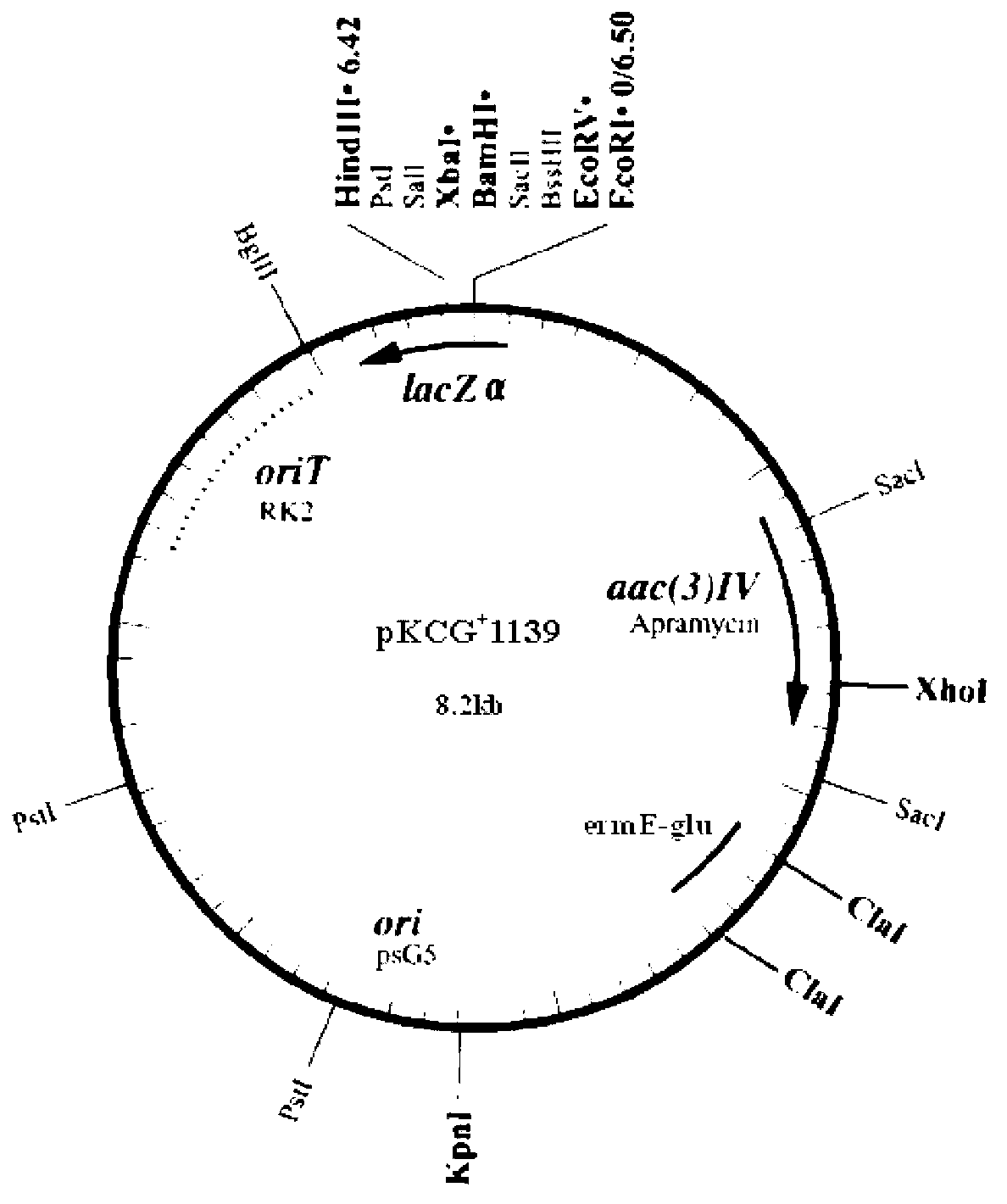 Vector for knocking out streptomycete gene as well as constructing method and application of same