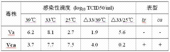 Vero (Rabies Purified Vaccine for Human Use) cell cold-adapted strain of influenza A virus and application thereof