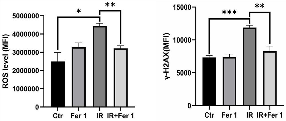 Application of Ferrostatin-1 and derivative thereof in medicine for treating or preventing ionizing radiation damage