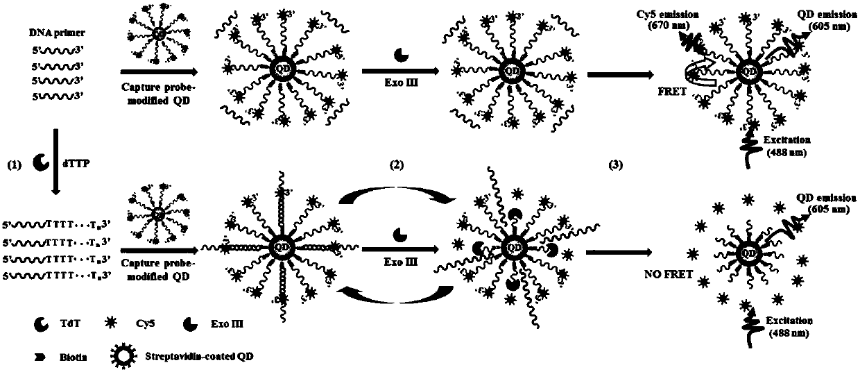 Method for detecting activity of terminal deoxynucleotidyl transferase on basis of single quantum dot