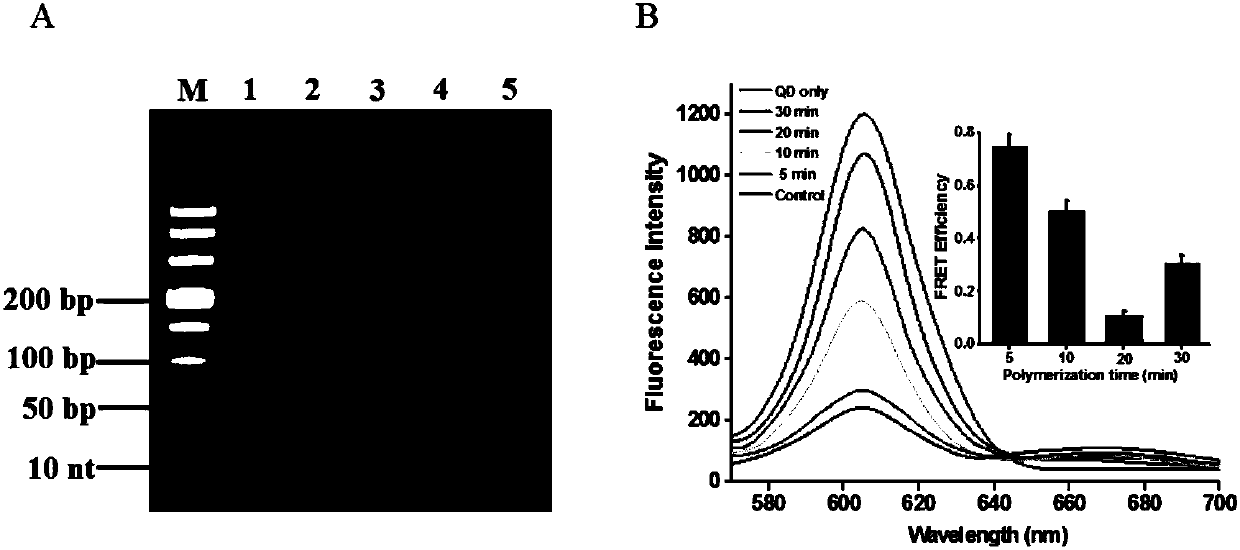 Method for detecting activity of terminal deoxynucleotidyl transferase on basis of single quantum dot