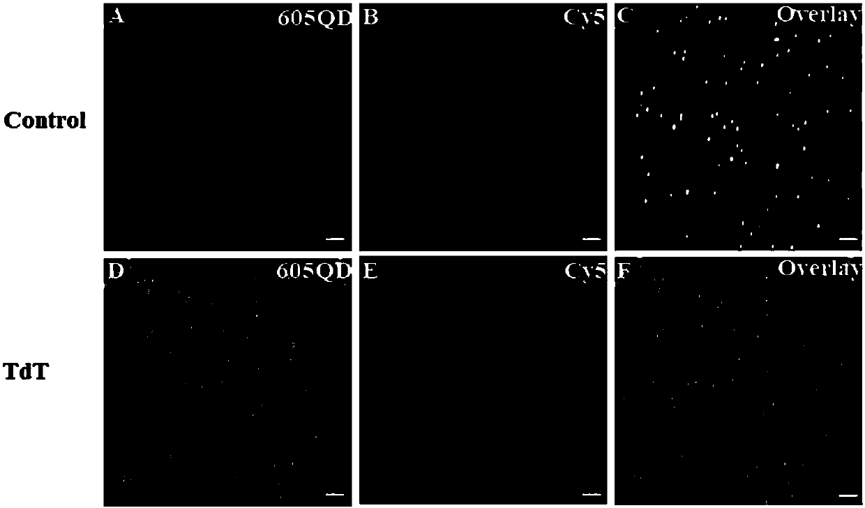 Method for detecting activity of terminal deoxynucleotidyl transferase on basis of single quantum dot