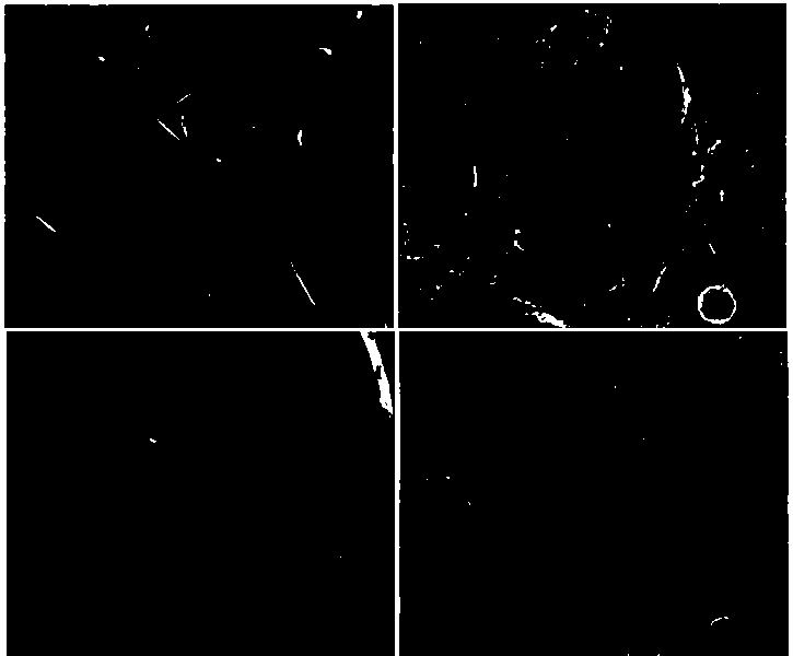 Molecular bottle brush type reverse phase adsorbent as well as preparation method and application thereof