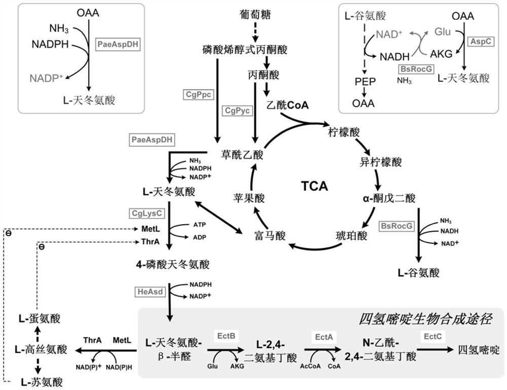 Method for constructing and optimizing ectoine producing engineering strain