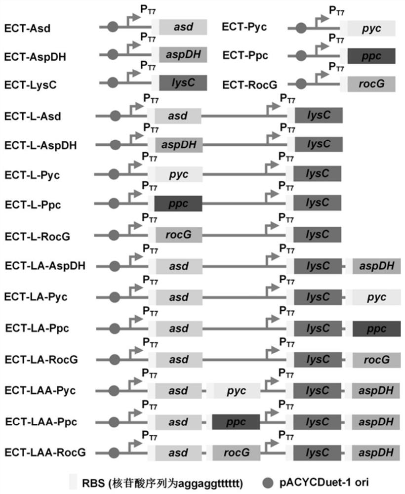 Method for constructing and optimizing ectoine producing engineering strain