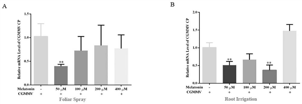 Application of melatonin in prevention and treatment of cucumber green mottle mosaic virus and method for enhancing prevention and treatment effect of melatonin in cooperation with melatonin