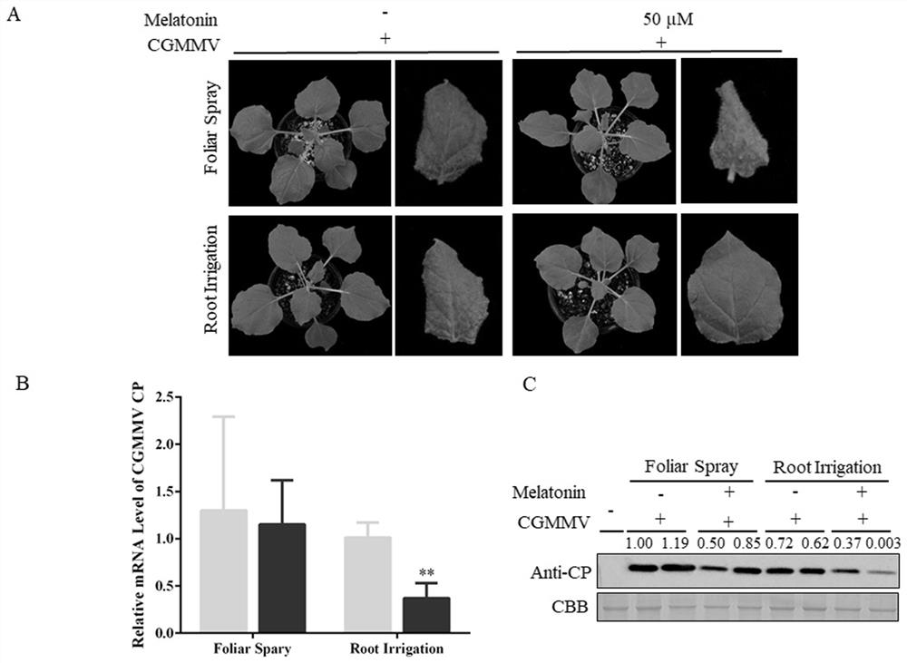 Application of melatonin in prevention and treatment of cucumber green mottle mosaic virus and method for enhancing prevention and treatment effect of melatonin in cooperation with melatonin