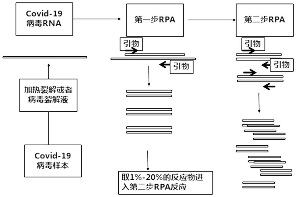 Virus recombinase-polymerase amplification detection method