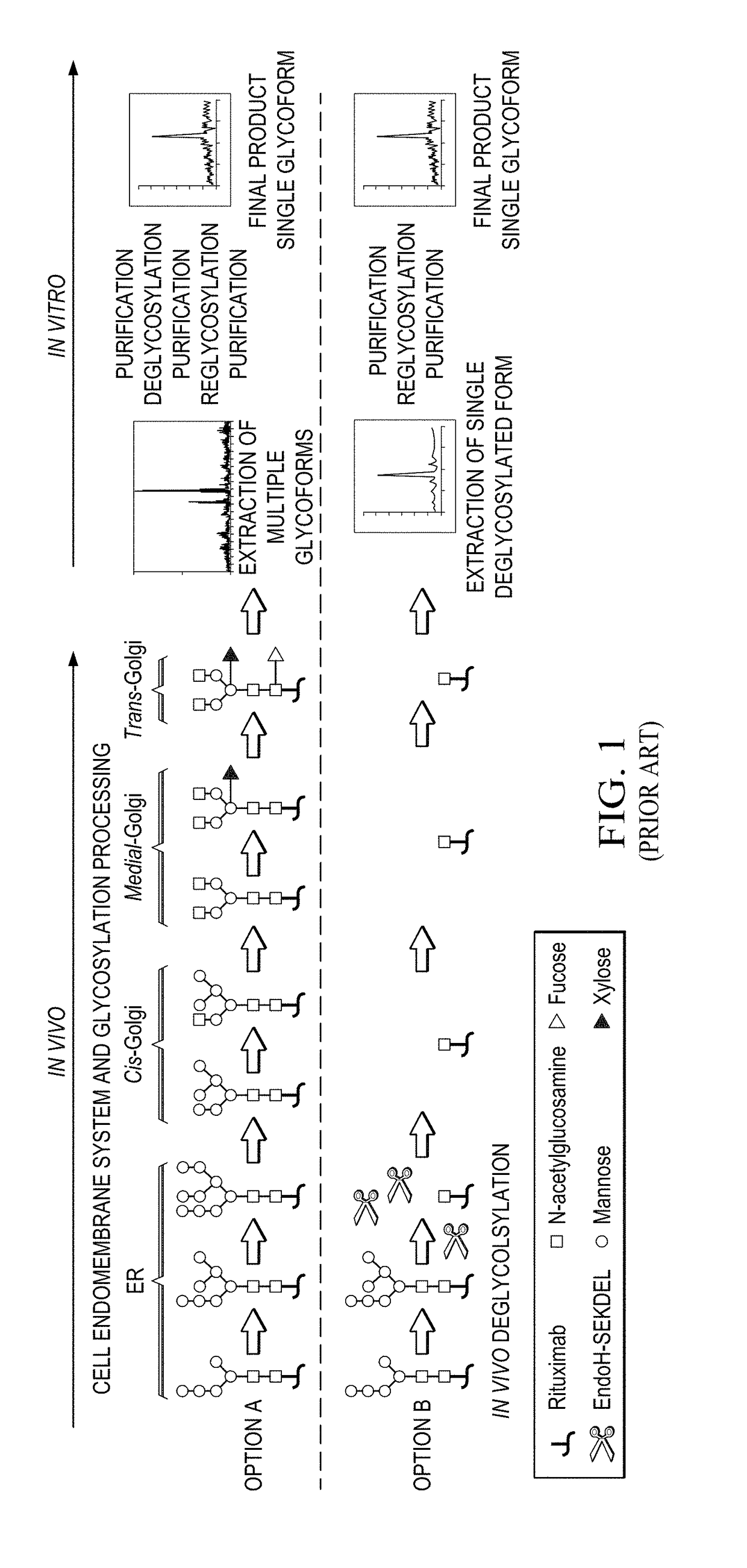 Method for in vivo production of deglycosylated recombinant proteins used as substrate for downstream protein glycoremodeling